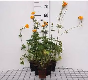 6 x Trollius chin. 'Golden Queen' - Trollflower - Vaso 9 x 9 cm