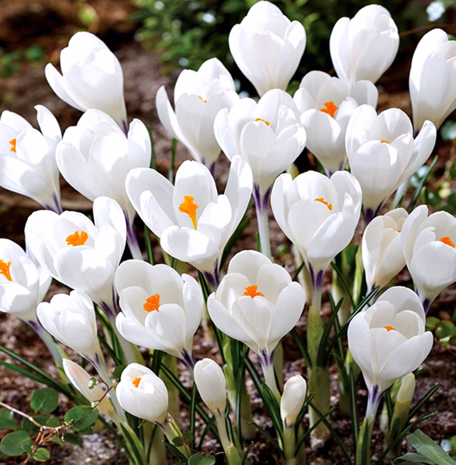 Bulbi da fiore Bulbi Crocus a fiore grande Crocus Ice Queen 10 pz.