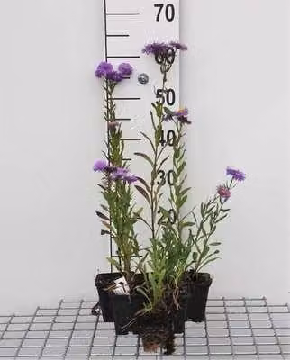 6 x Erigeron hybr. 'Azure Beauty' - Feinstrahl - Topf 9 x 9 cm
