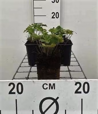 6 x Geranium renardii - Cranesbill - vaso 9 x 9 cm