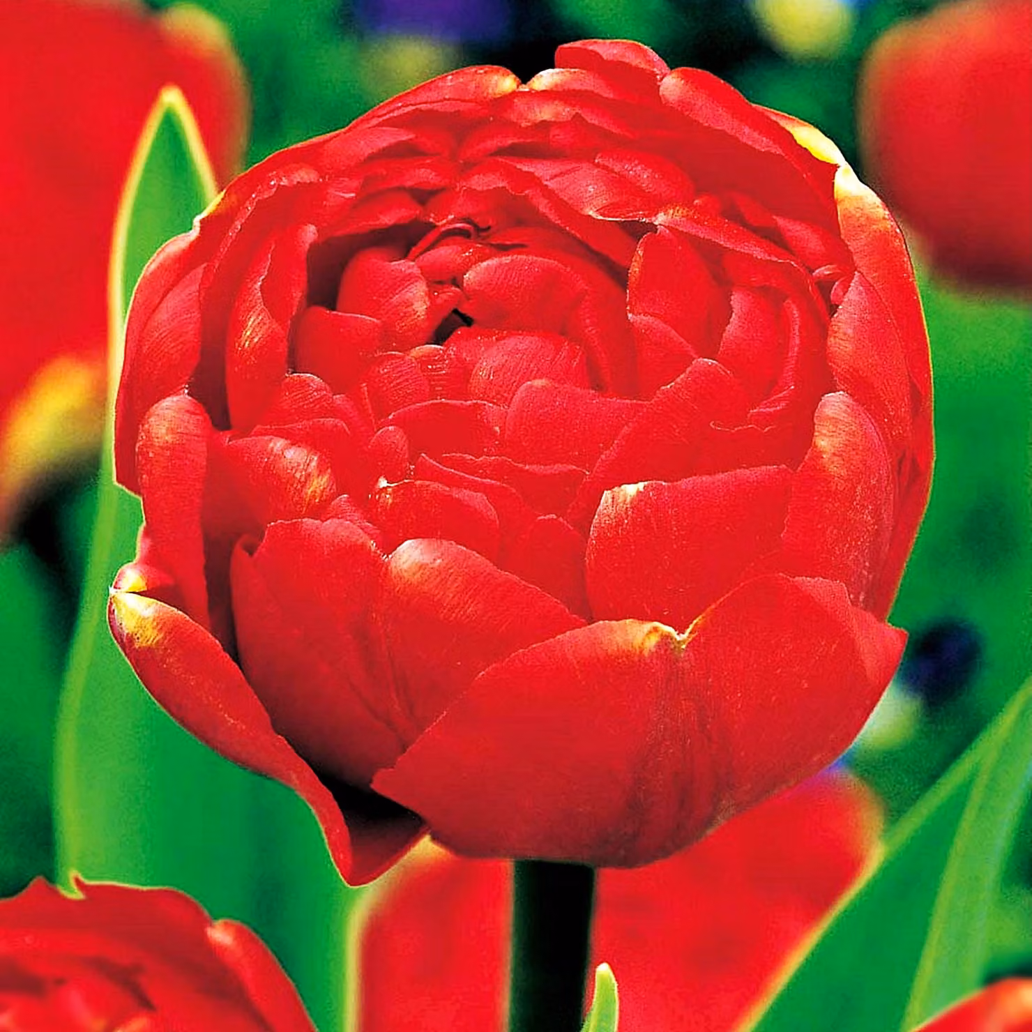 Tulipani Bulbi di fiori Bulbi di fiori Tulipani Tulipa Tulipani Miranda 5 pz.