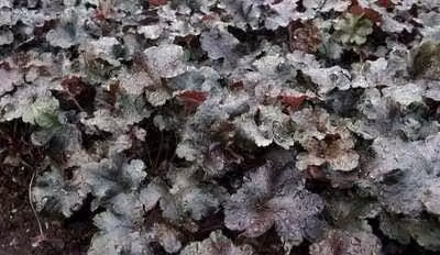 6 x Heuchera hybr. 'Black Pearl'® - campanula viola - vaso 9 x 9 cm