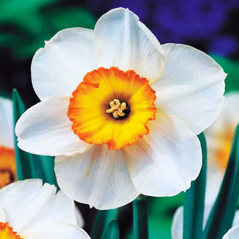 Bulbi di giunchiglia Bulbi di fiori Narcisi a grande Record di fiori 5 pz.