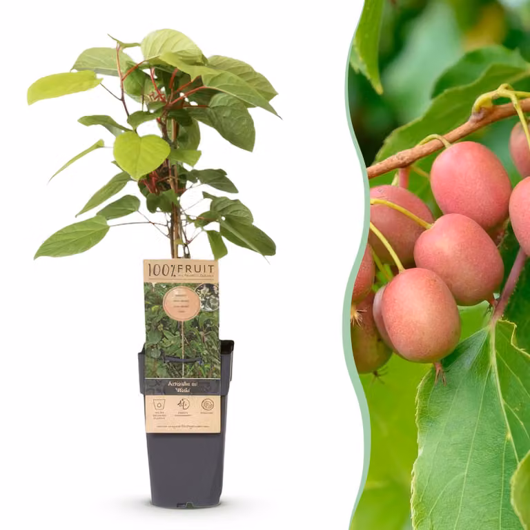 Actinidia arguta Weiki - Pianta di kiwi - Frutti maschili - rossi - viola - 40-50cm - Ø15cm - Pianta da giardino