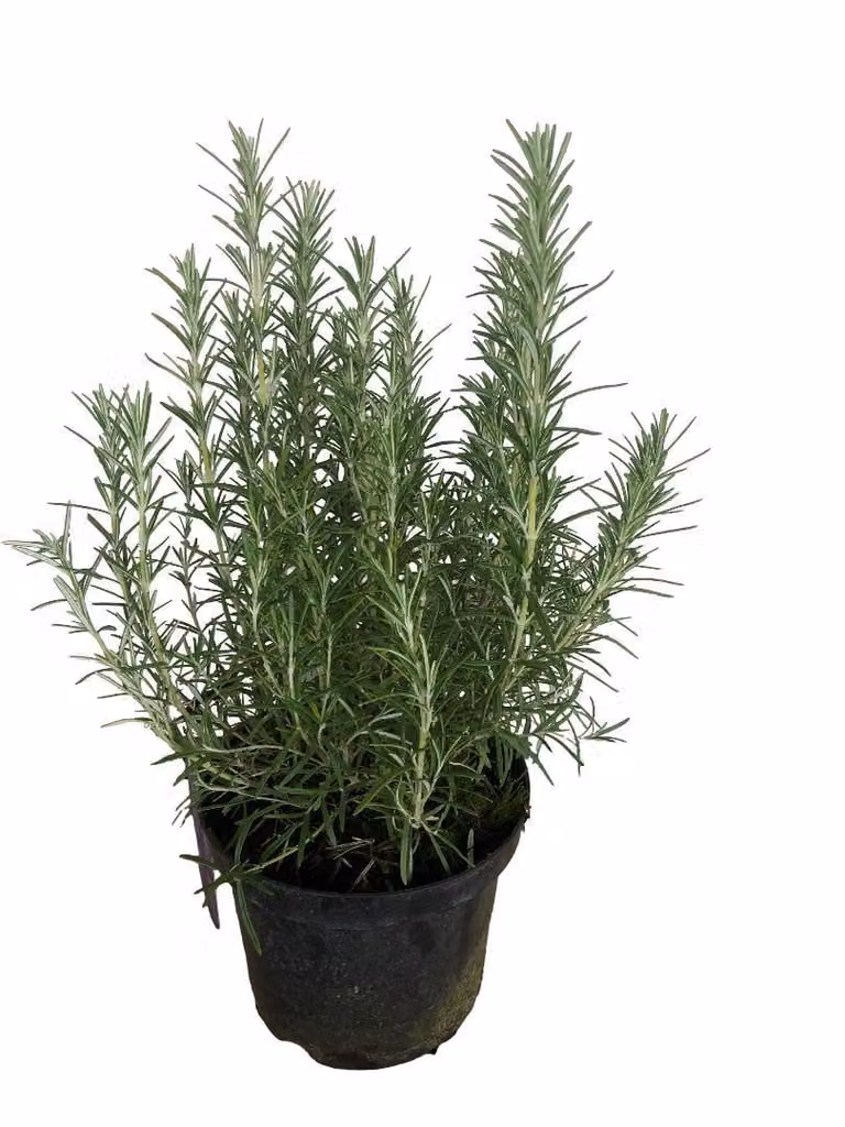 Rosmarinus officinalis - Rosmarino 25-30 cm - Vaso