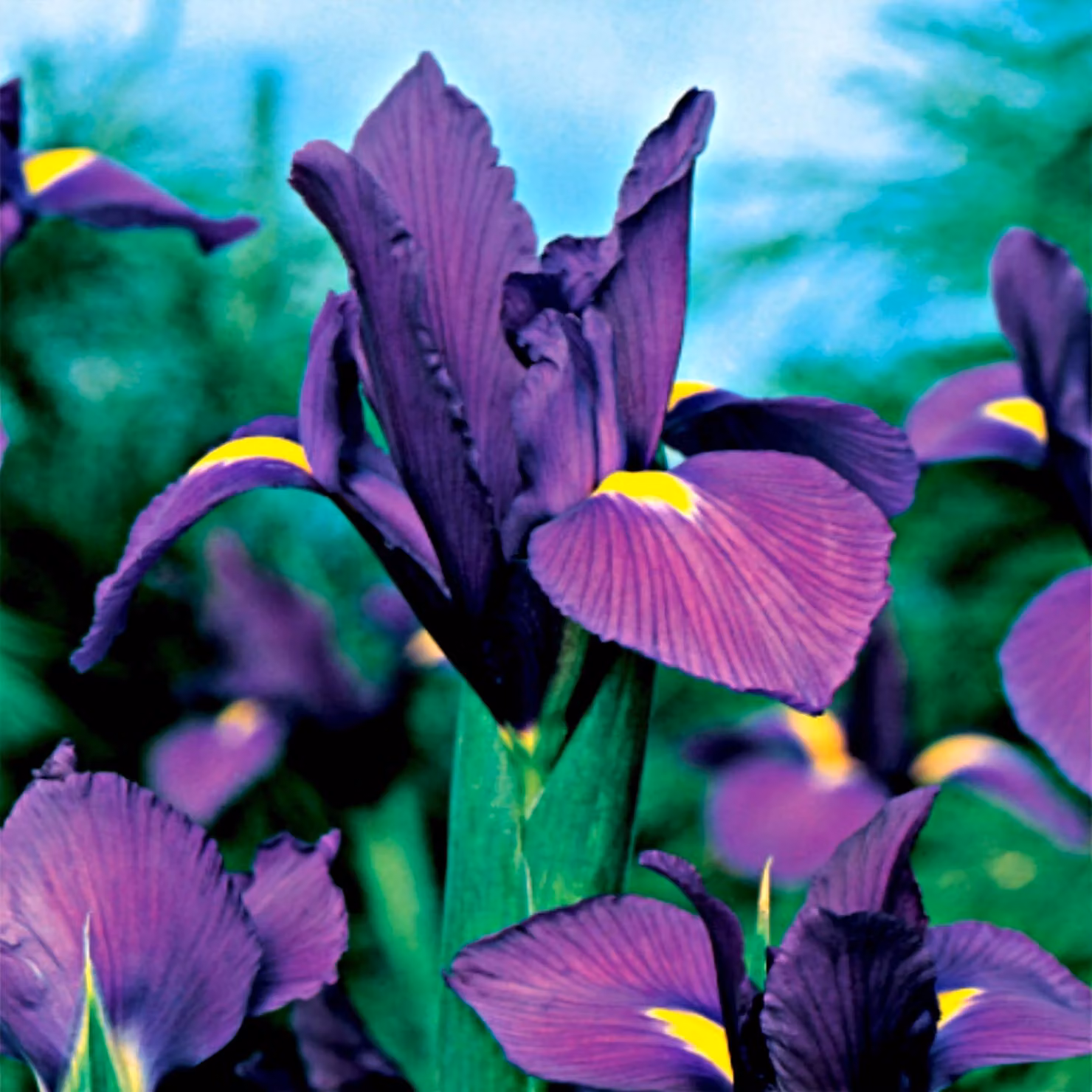 Iris olandese Purple Sensation 10 bulbi di iris