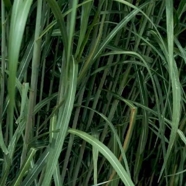 6 piante di *Miscanthus floridulus* 'Giganteus' | Vaso da 9x9 cm