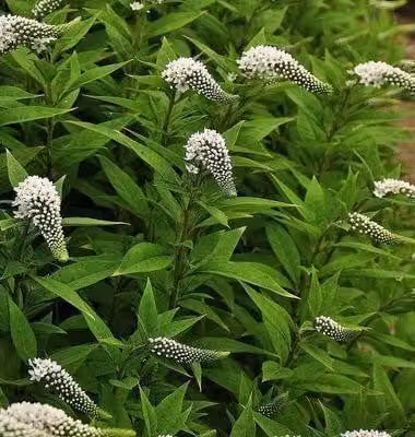 6 x Lysimachia clethroides - centella - vaso 9 x 9 cm