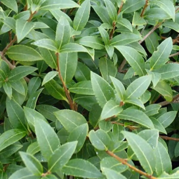 2 piante di Osmanthus burkwoodii (Burkwoods), in vaso, altezza: 30-50 cm