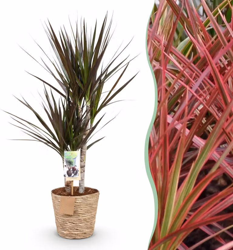 Dracaena Magenta - Albero del drago - Bassa manutenzione - con cesto - Verde - 70-80cm - Ø17cm - Pianta d'appartamento - Sempreverde