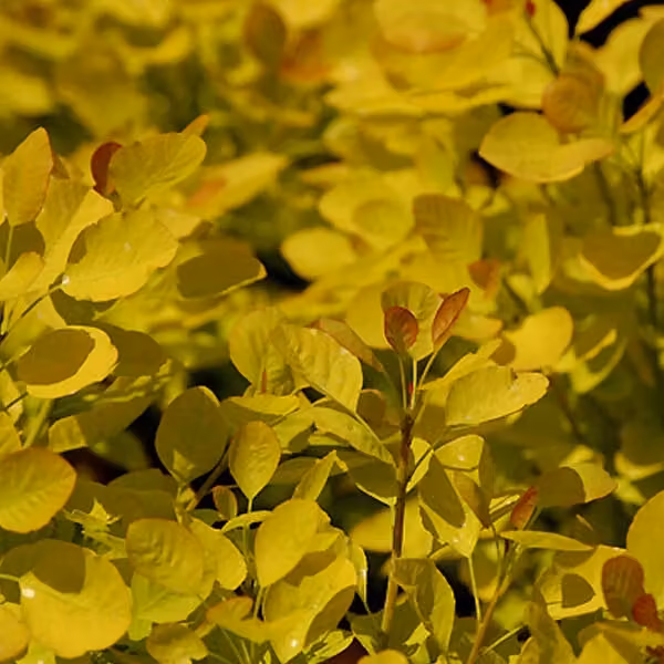 Cotinus coggygria 'Golden Spirit' (arbusto ornamentale) | 40-60 cm, in vaso