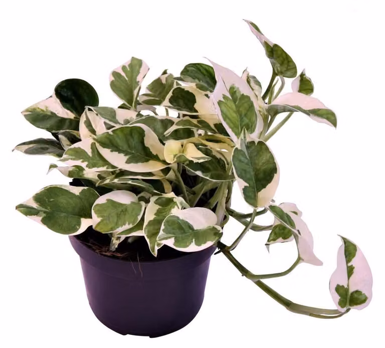 Epipremnum pinnatum 'N-Joy' 20-30 cm - Piante rampicanti variegate di bianco - Piante da appartamento