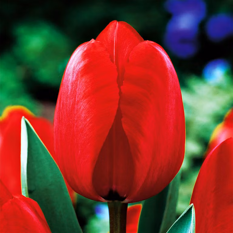 Tulipani Bulbi Fiori Darwin Tulipano rosso Impression 5 pz.