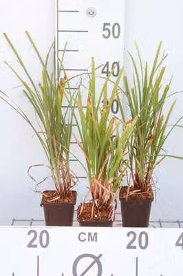 6 x Carex grayi - Carice stella del mattino - vaso 9 x 9 cm