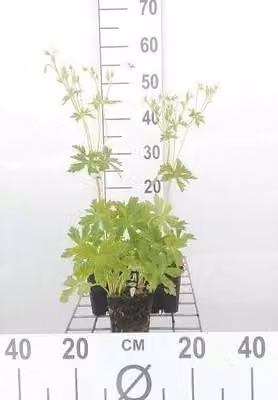 6 x Geranium macul. 'Album' - Cranesbill - vaso 9 x 9 cm