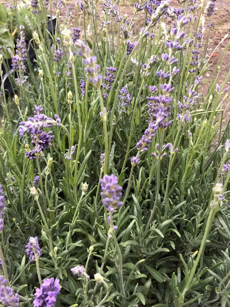 6 x Lavandula angustifolia 'Munstead' - Lavandel in vaso 9 x 9 cm