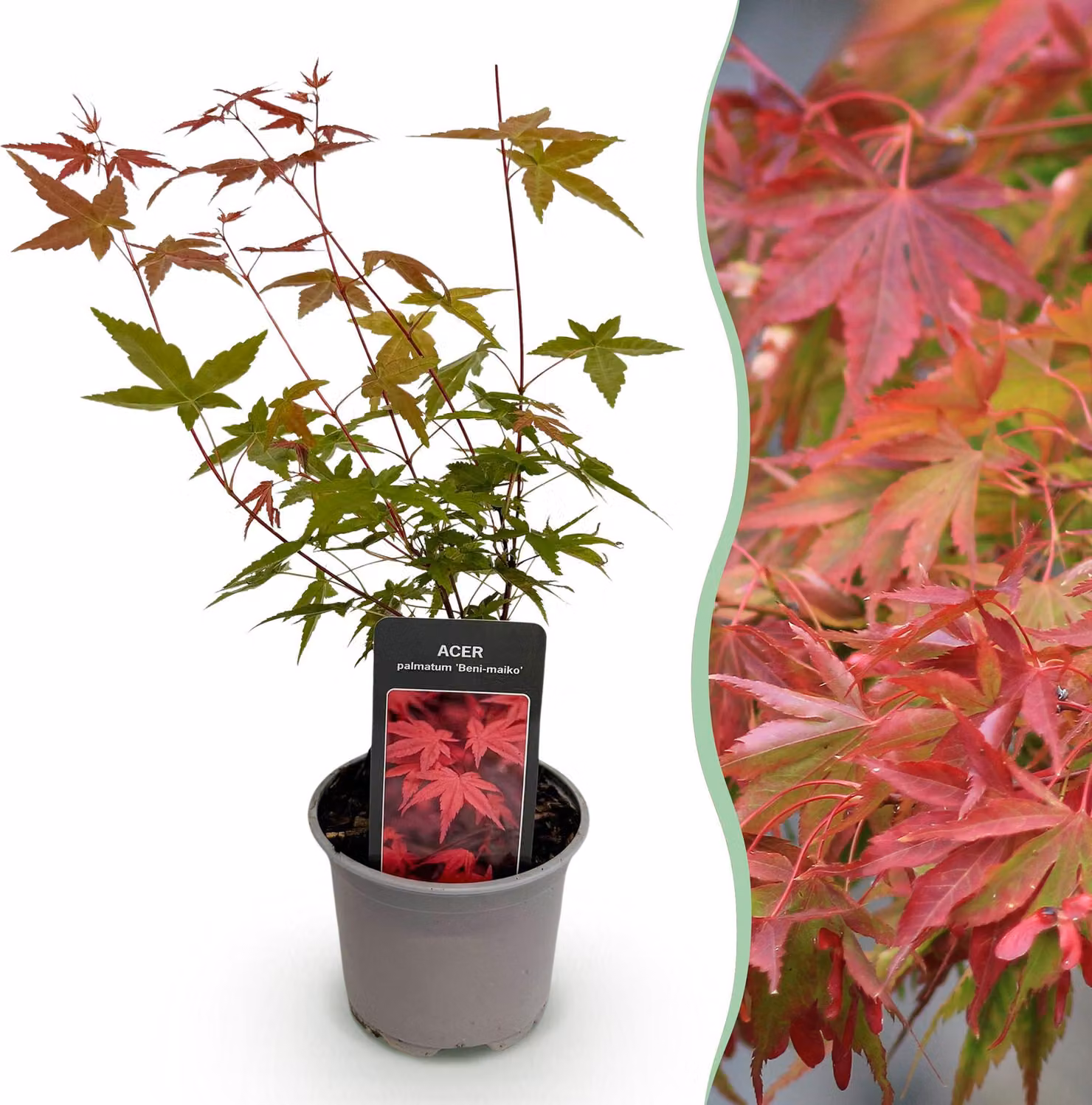 Acer palmatum Beni-maiko - Rosso - Deciduo - Bassa manutenzione - 25-35cm - Ø12cm - Pianta da giardino
