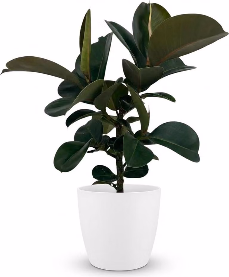 Ficus Elastica Cloe (albero della gomma) 65cm - Pianta da appartamento in vaso