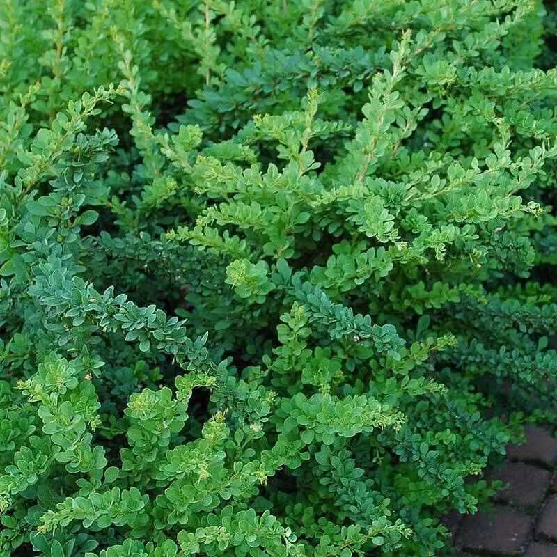 2 piante di Berberide - Berberis thunbergii 'Green Carpet' | Altezza: 25-30 cm, in vaso