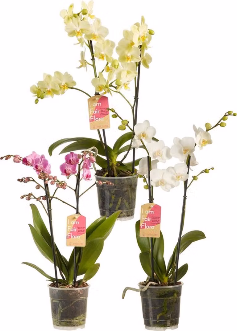 Mangime in pellet per orchidee Ferrarium 100 grammi