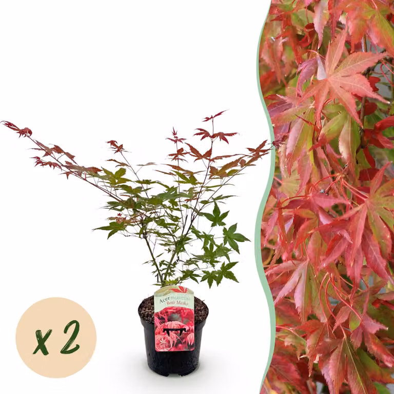 Pianta da terrazzo - Acero giapponese - Acer palmatum Beni Maiko - Rosso - 2 Piante - Deciduo - 60-70cm - Ø25cm - Pianta da giardino