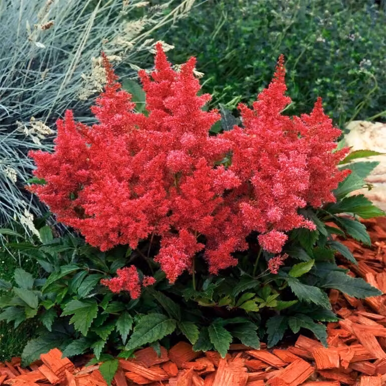 6 piante di Astilbe arendsii 'Etna' | Vaso da 9x9 cm