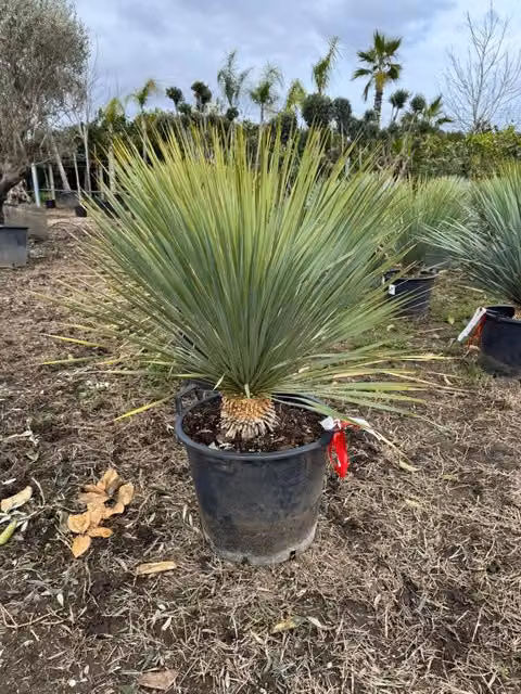 Yucca rostrata Vivaio Garden Forest in vaso, pianta ornamentale verde per interno ed esterno, H: 100 cm, Diametro vaso: 40 cm
