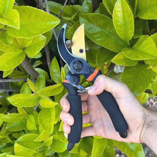 Forbici da giardino e per bonsai con larghezza di taglio di 22 mm