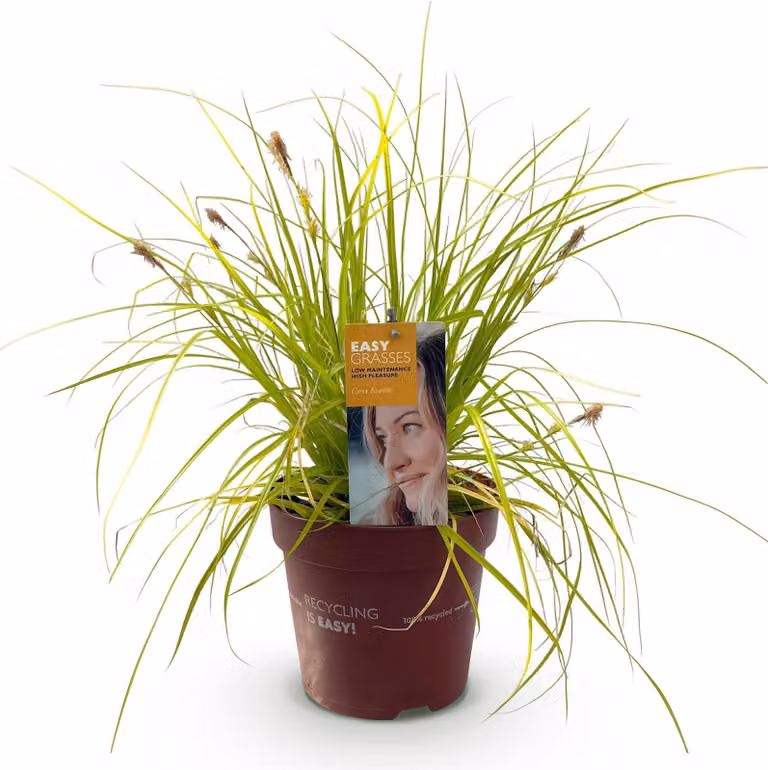 Erba ornamentale Carex oshimensis Everillo, giallo brillante, sempreverde e