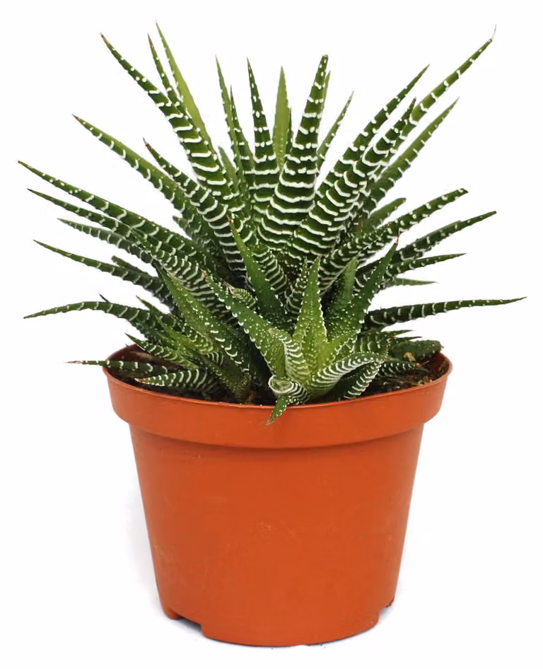 Haworthia fasciata "Big Band" - pianta in vaso da 10,5 cm