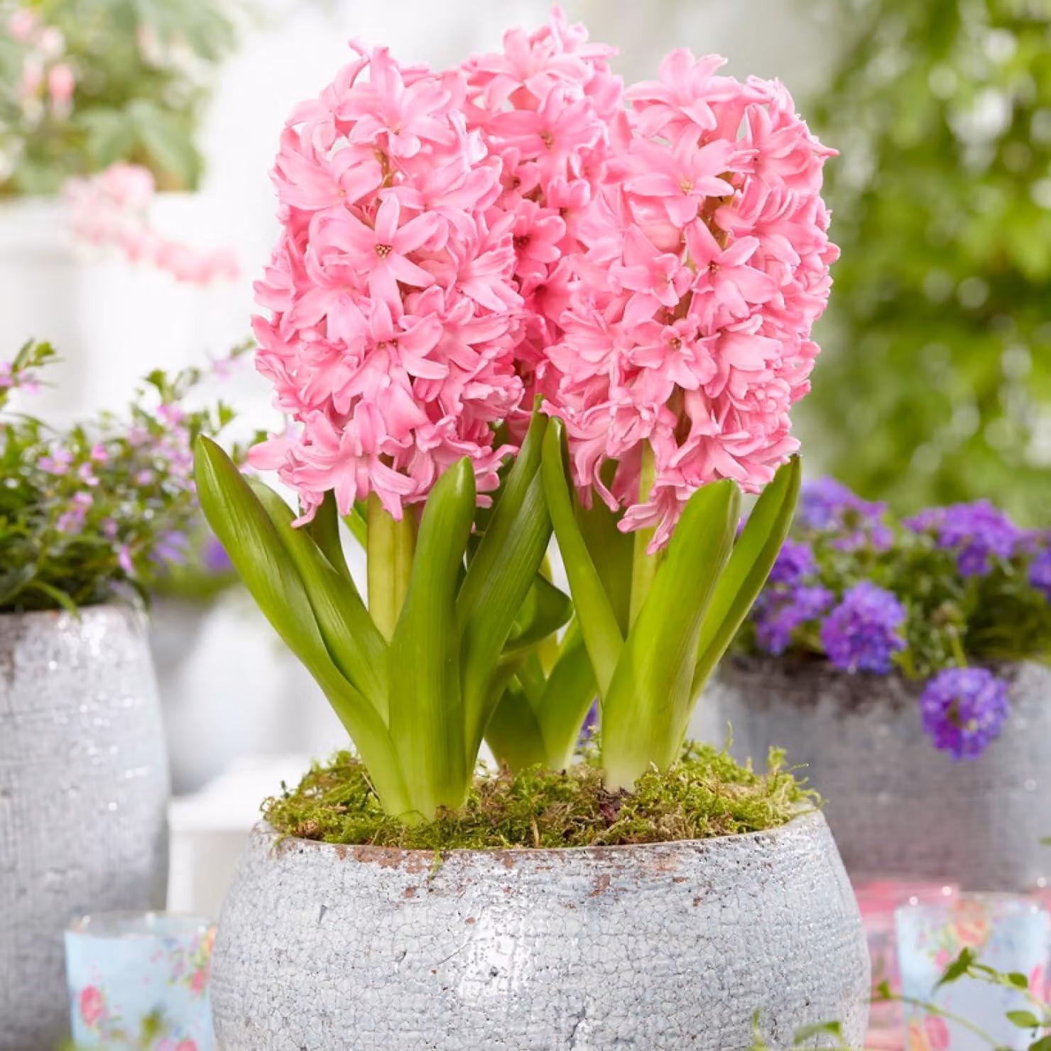 Bulbi di giacinto resistenti al freddo invernale, perenni - Pink Pearl - 15 bulbi - Bulbi profumati - 3 varietà/colori - Piante provenienti dall'Olanda - Adatti per giardino, vaso o terrina (bulbi grandi, senza semi)