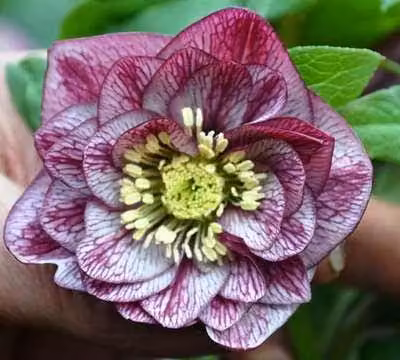 6 x Helleborus or. 'Double Ellen Picotee' - Rosa nana - vaso 9 x 9 cm