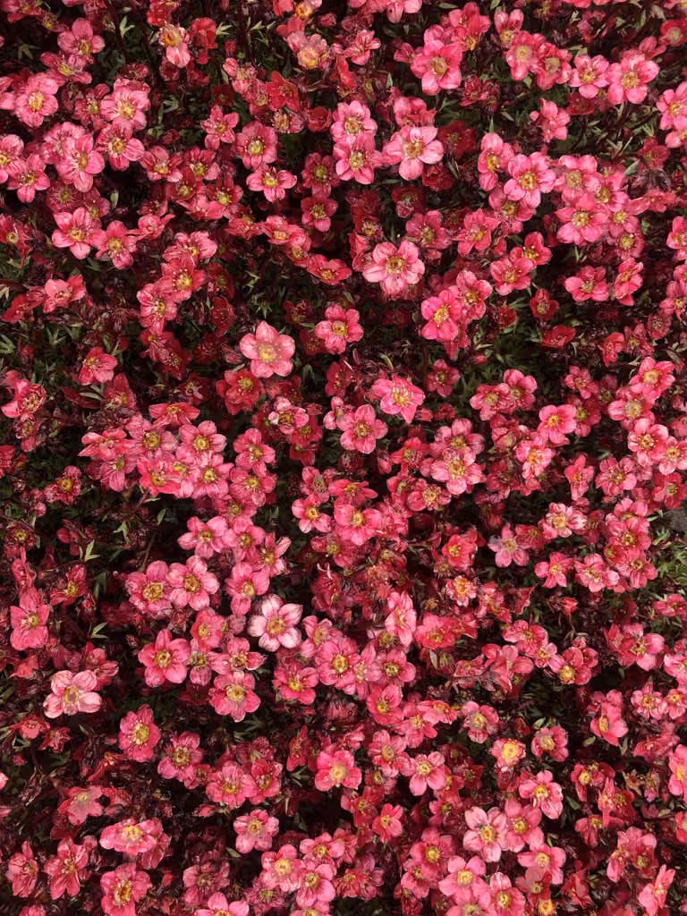 6 x Saxifraga (A) Peter Pan - Saxifraga muschiata robusta - resistente - vaso 9 x 9 cm