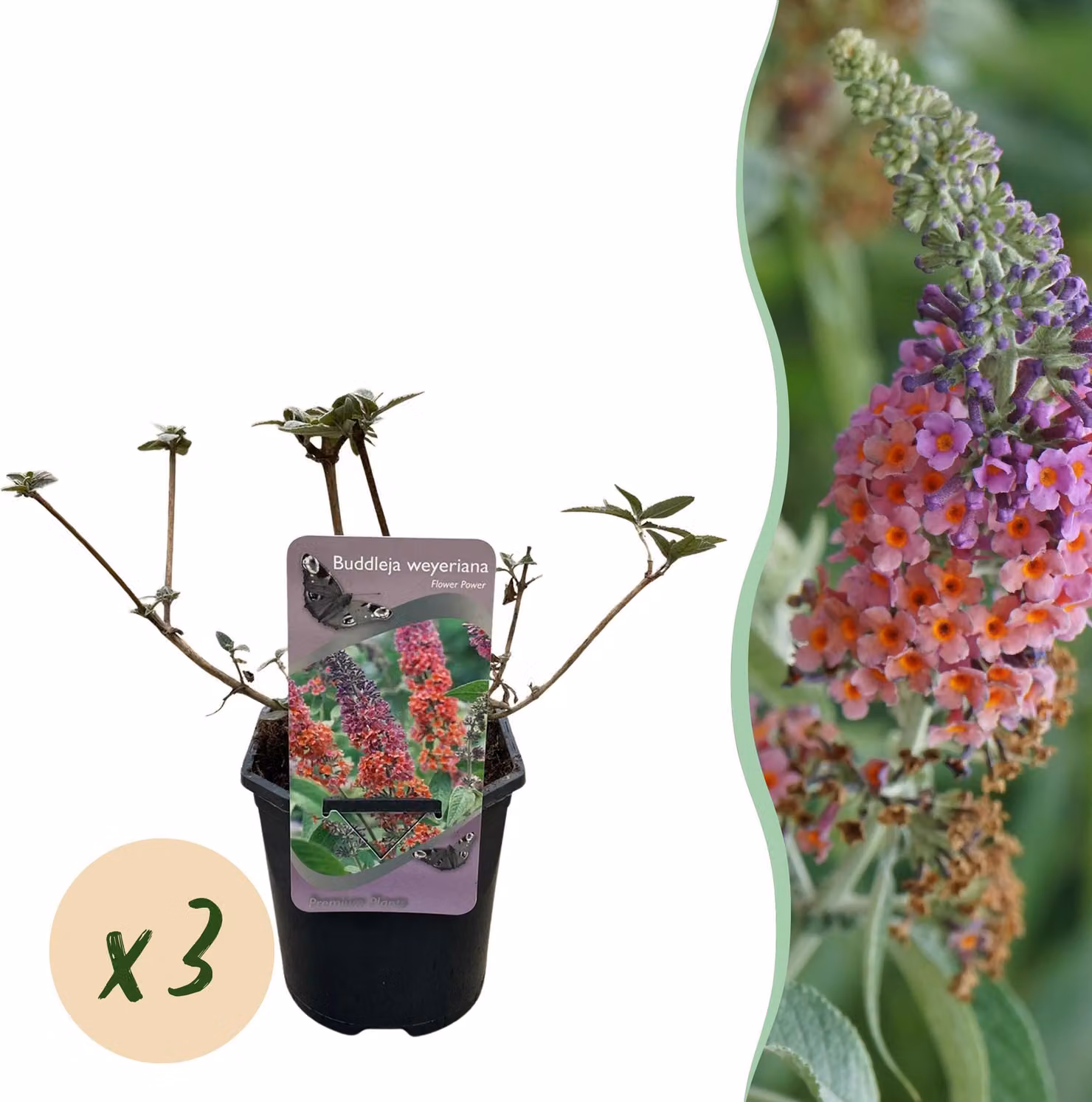 Cespuglio di farfalle - Buddleja davidii Flower Power - Fiore arancione viola - 3 piante - 1m2 - Deciduo - Attira le farfalle - 30cm - Ø18cm - Pianta da giardino