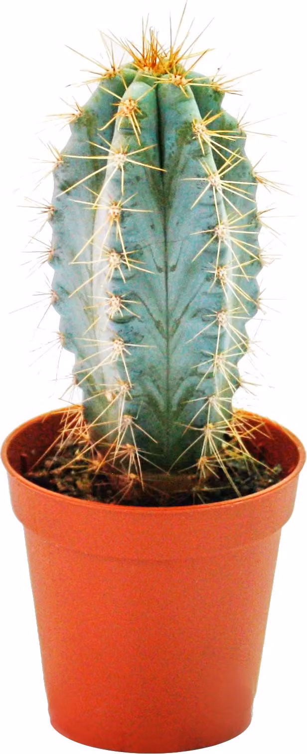 Pilosocereus azureus - piccola pianta in vaso da 5,5 cm