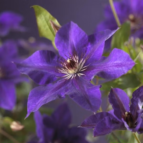 Clematis ‘The President’ 30–50 cm – Clematide blu a fiore grande, pianta rampicante resistente al freddo per giardini e balconi