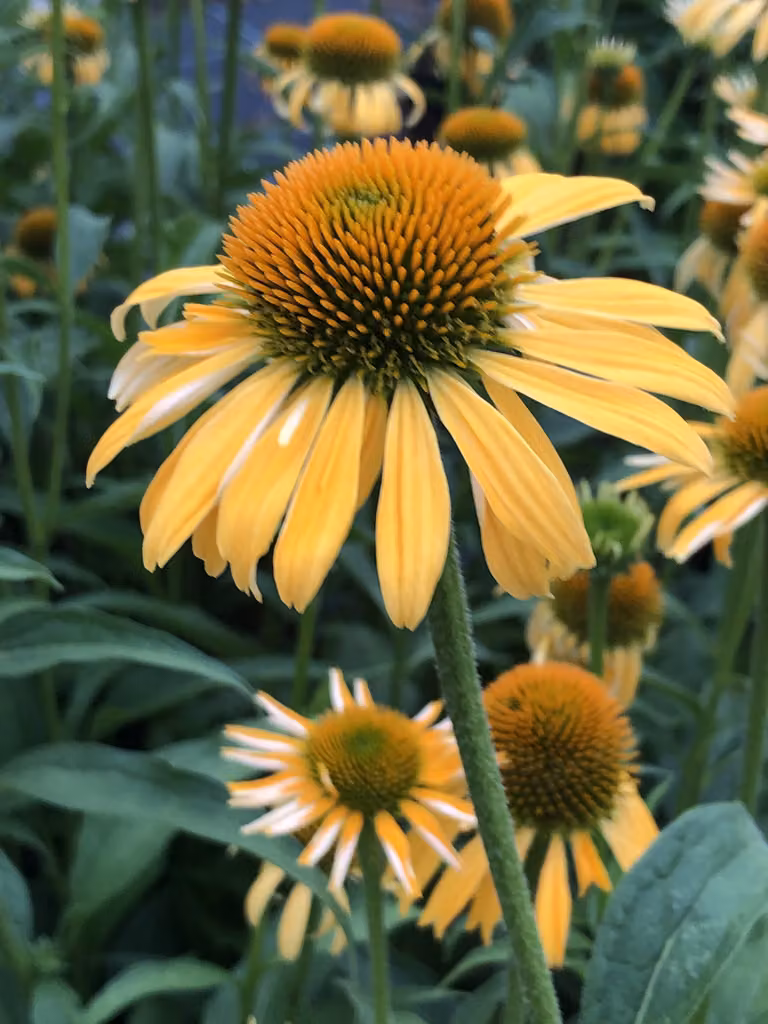 6 x Echinacea purp. 'Harvest Moon' - Sonnenhut in vaso 9x9 cm