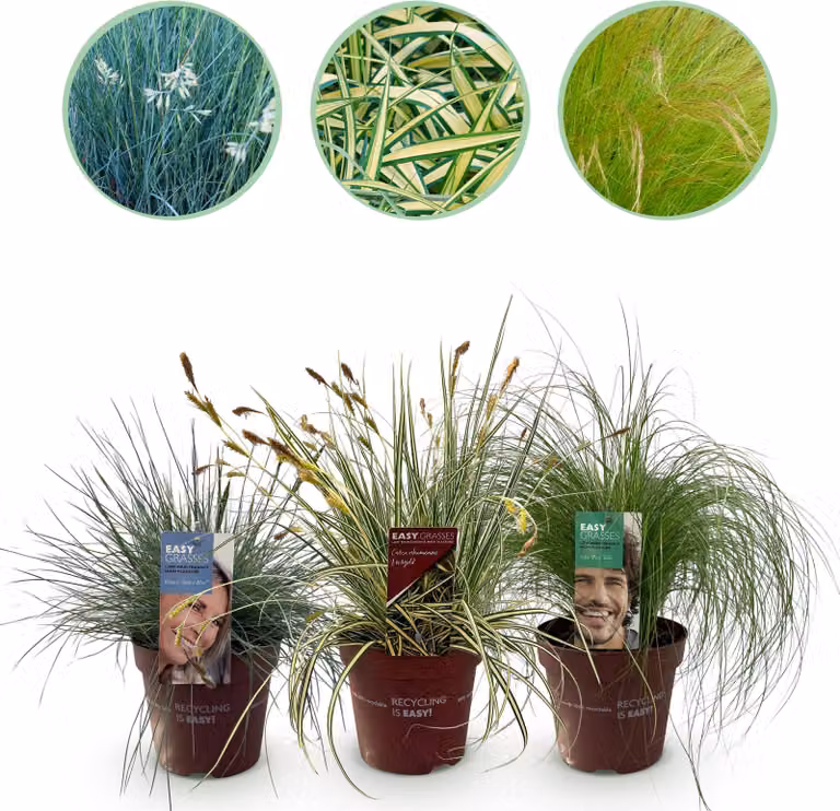 Erbe ornamentali - 3 piante - Blu - Giallo - Verde - Sempreverde - Perenne - 40-50cm - Ø17cm - Pianta da giardino