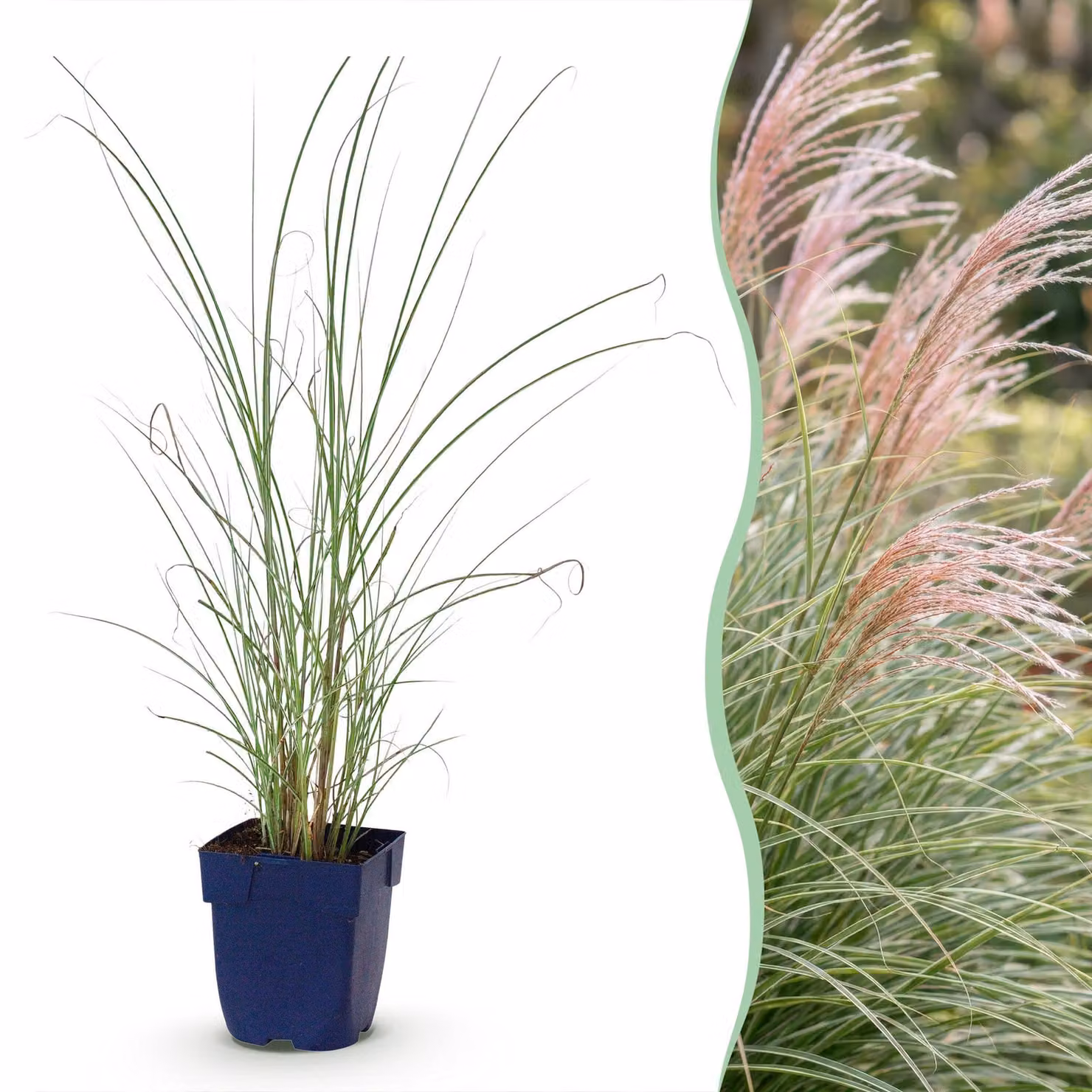 Miscanthus sin. Morning Light - Erba di Pampus - Con pannocchia - Argento - 24 piante - 15-25cm - Ø11cm - Pianta da giardino