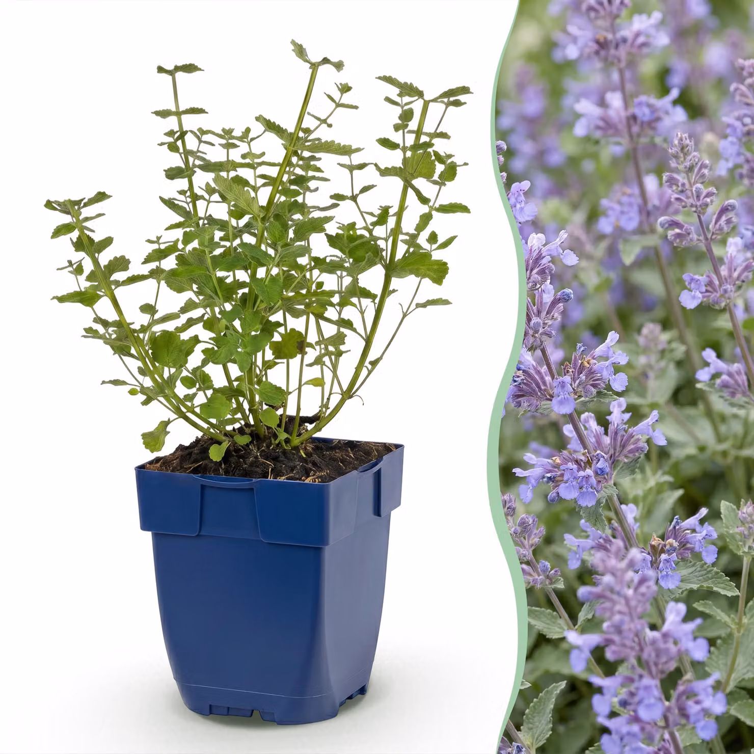 Nepeta faassenii Walker's Low - Erba gatta - Attira api e farfalle - Blu - 3 piante - 15-25cm - Ø11cm - Pianta da giardino
