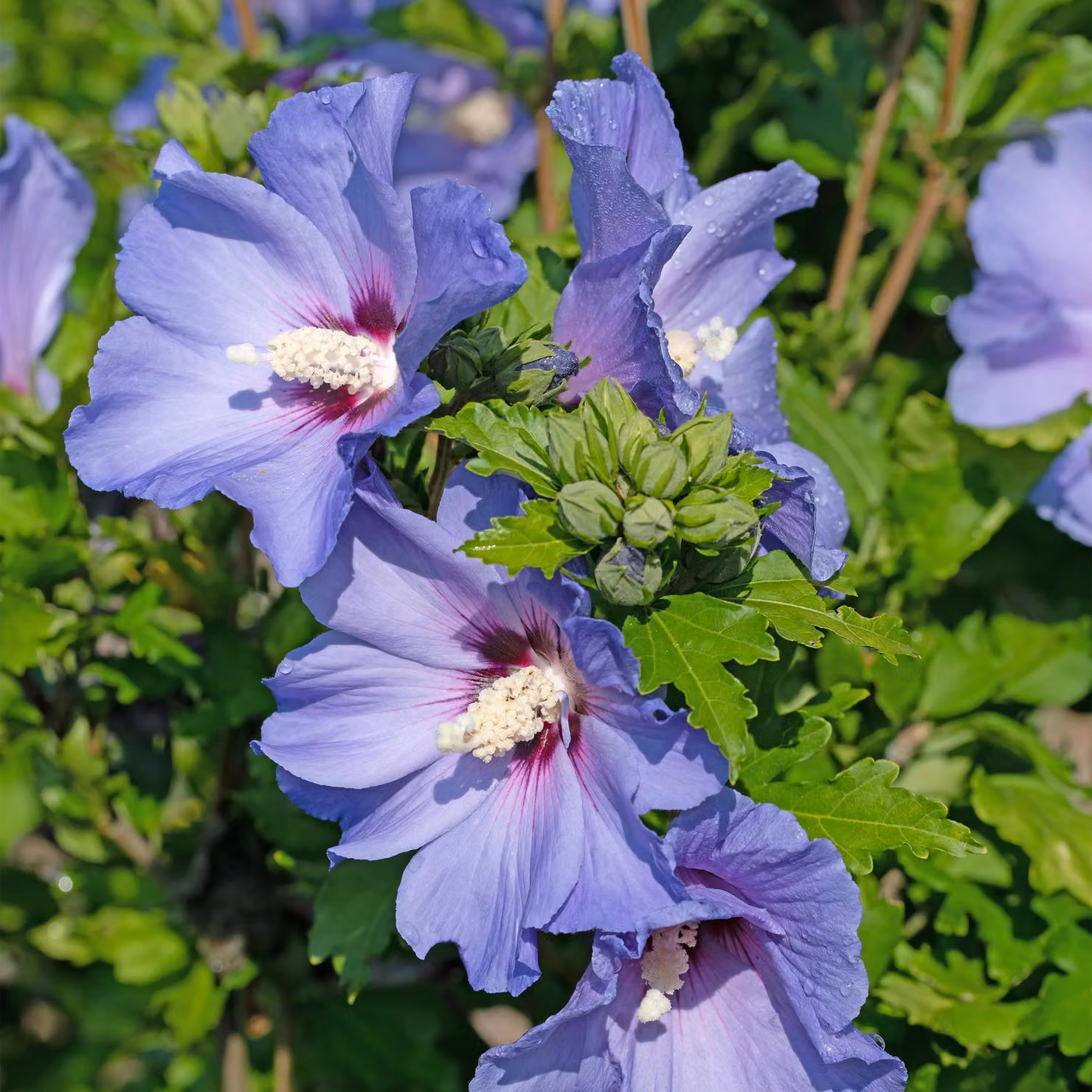 Ibisco da giardino (Hibiscus syriacus) Oiseau Blue - Arbusto - Fiori blu - Poca