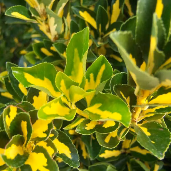 Euonymus japonicus 'Aureus' (detto anche 'Luna') - arbusto giapponese | 60-80 cm in vaso