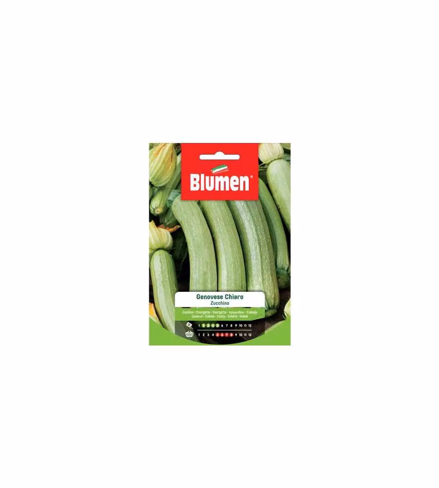 Blumen Semi Zucchino Genovese Chiaro 20g - Frutti Verde Chiaro 18-20cm