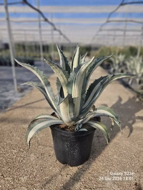 Agave Americana Mediopicta Alba in vaso da 40 cm di Vivaio Garden Forest, pianta ornamentale verde e bianca per interno