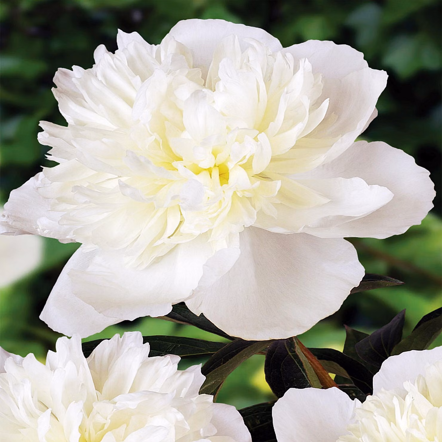 Paeonia Peonia piantina Duchesse De Nemours 1 pz Peonie piantine Profumate