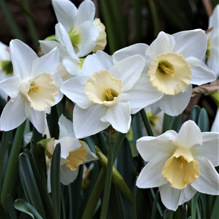 Narciso - 50 x Narcis Mount Hood