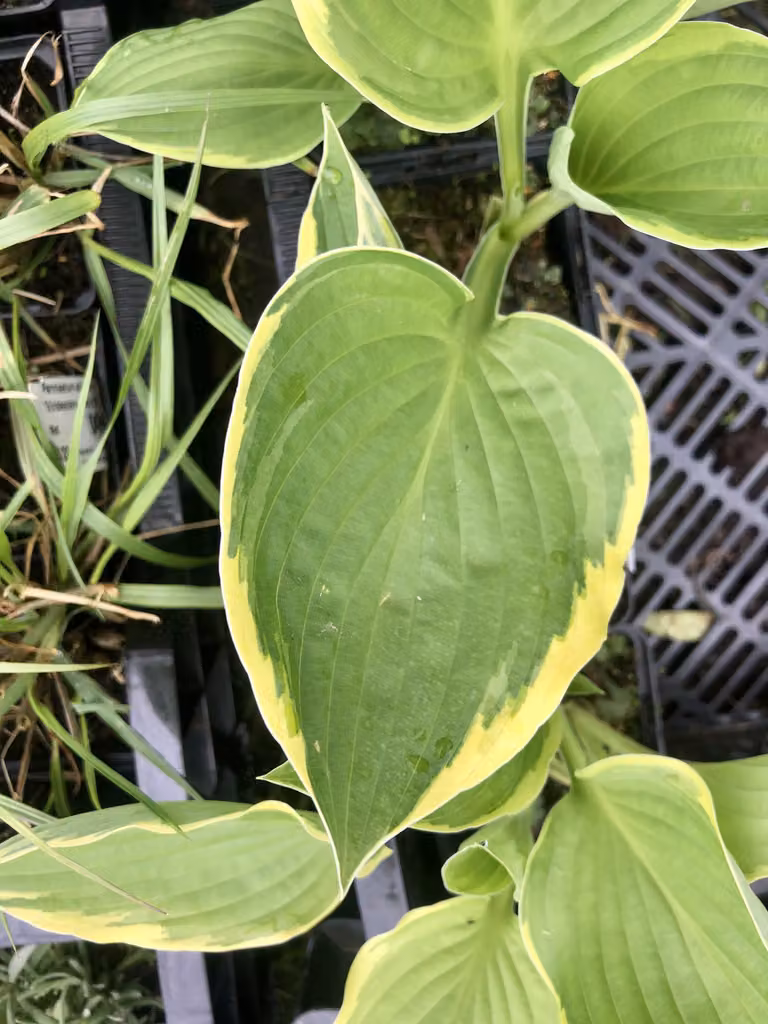 6 x Hosta aureomarginata - Fucus - Topf 9 x 9 cm