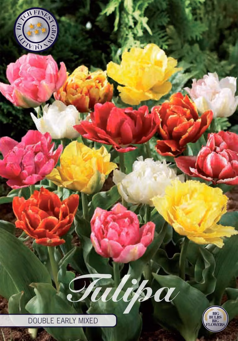 Tulipano Double Early Mix (7 bulbi) | Bulbi di tulipano di Sam van Schooten