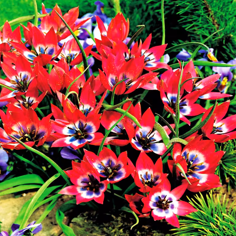 Tulipani Bulbi Fiori Botanici Tulipano Piccola Bellezza 5 pz.