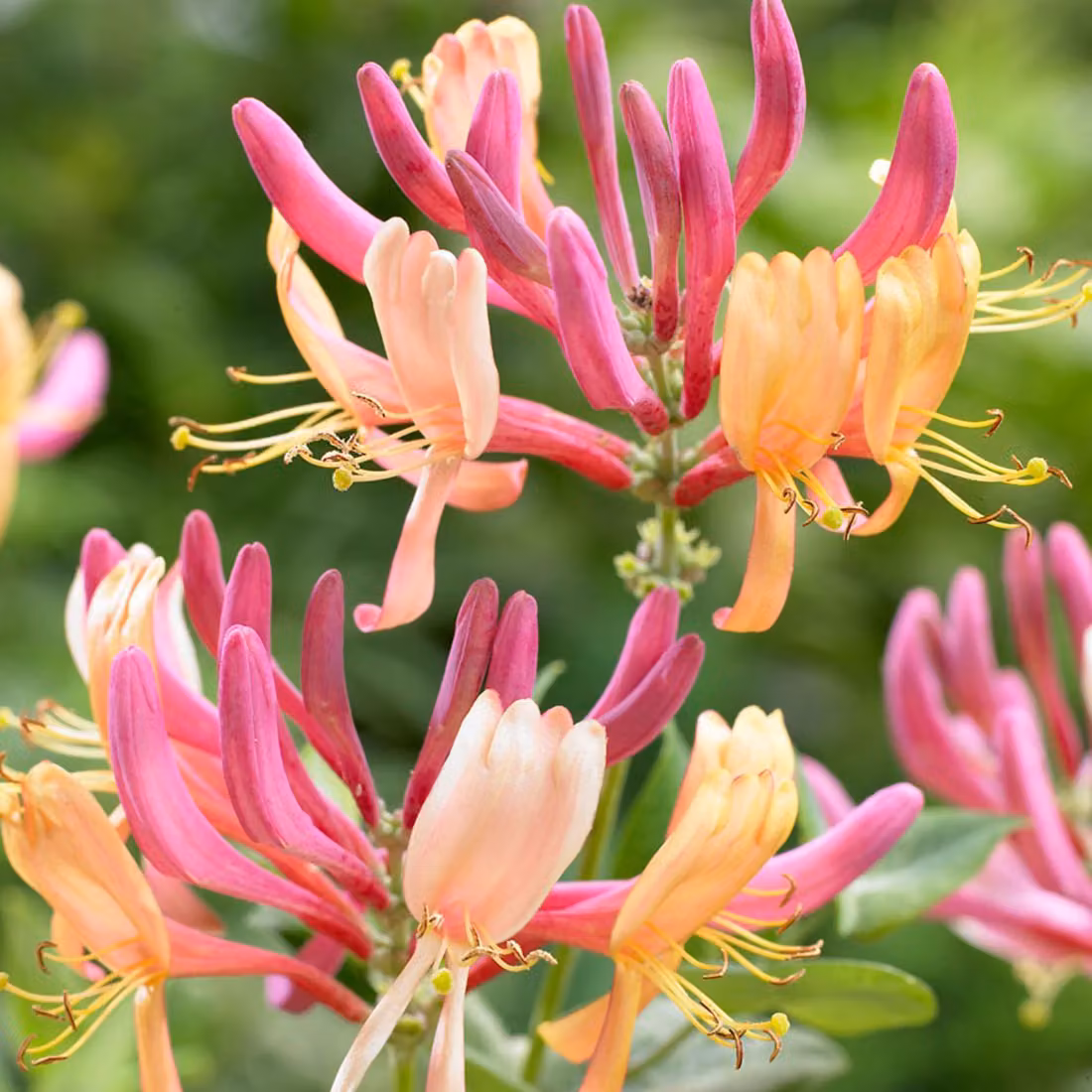 2 piante di *Lonicera heckrottii* 'American Beauty' (caprifoglio), alte 50-60 cm, in vaso